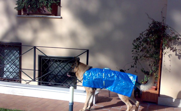 פרקטה מעיל לכלב (צילום: מתוך אתר Jules Yap ikeahackers)