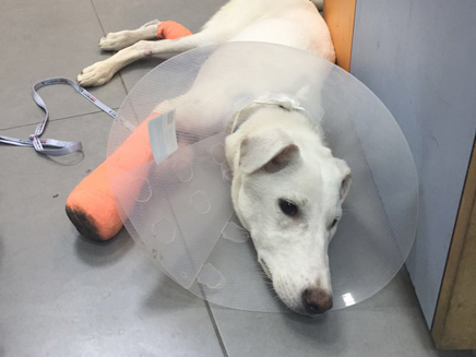 הכלבה נים במרפאה לאחר שעברה טיפול