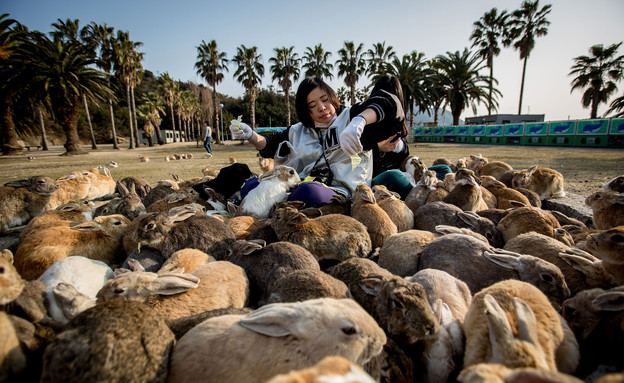 אי הארנבים ביפן (צילום: Chris McGrath, GettyImages IL)