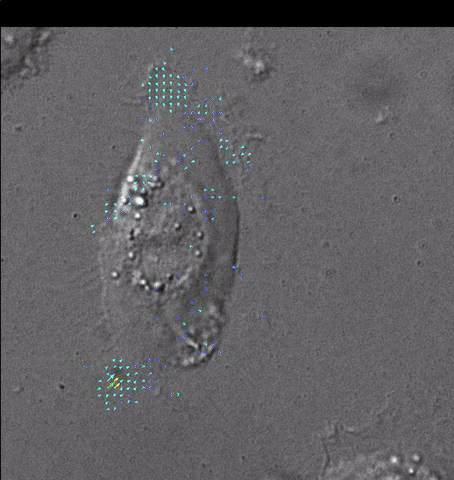 תאי עור הולכים (צילום: IFLScience)
