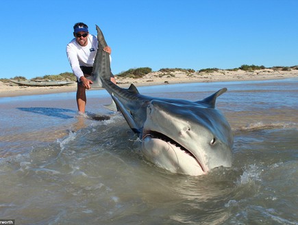 ציידי כרישים (צילום: ג'וש בטרוורת')