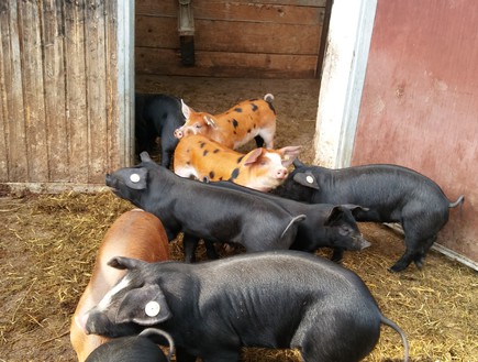 חזירים אוכלים מספוא אורגני (צילום: מיכל לויט, mako אוכל)