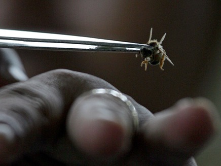 משלוח של חרקים טוריפם לרוסיה, ארכיון (צילום: רויטרס)