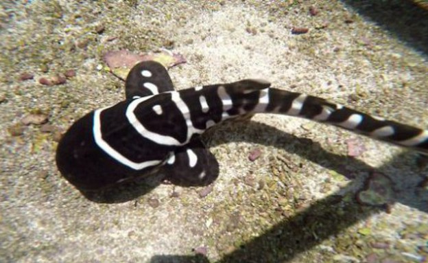 רביית בתולים (צילום: Reef HQ Great Barrier Reef Aquarium)