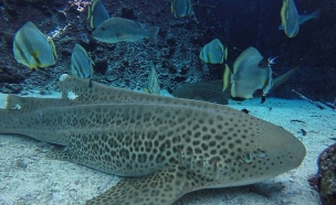 רביית בתולים (צילום: Reef HQ Great Barrier Reef Aquarium)