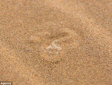 מסתתר בחול (צילום: קייטרס)