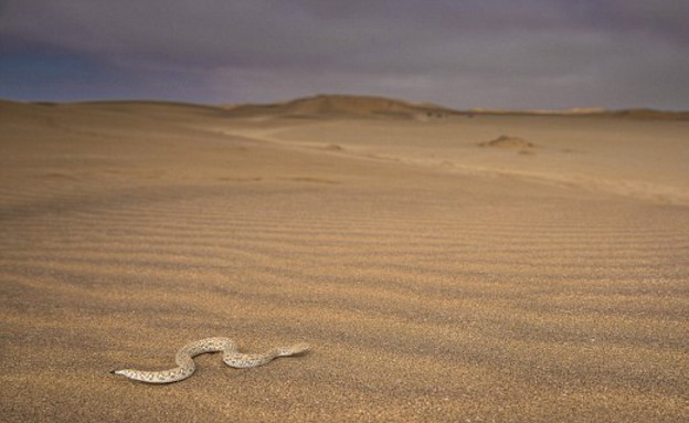 מסתתר בחול (צילום: קייטרס)