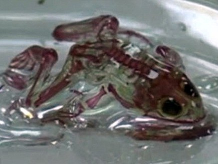 צפרדעים שקופות (צילום: CEN)