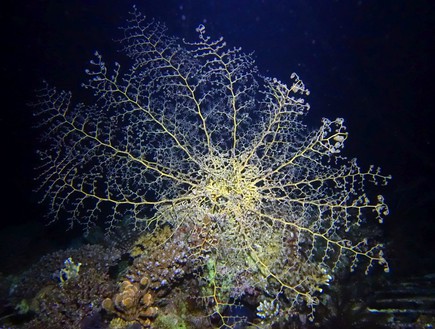 שמורת האלמוגים באילת (צילום: תום שלזינגר, זווית)