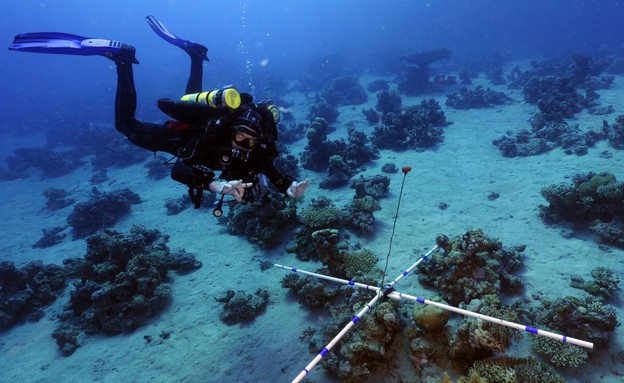 שמורת האלמוגים באילת (צילום: תום שלזינגר, זווית)