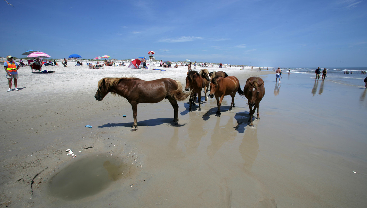 חוף Assateague 