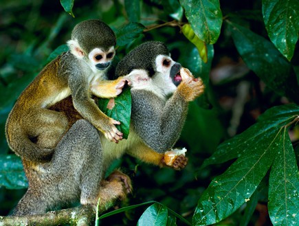 קופים בנהר האמזונס (צילום: Ksenia Ragozina, Shutterstock)