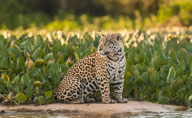 יגואר בנהר האמזונס (צילום: ANDRE DIB, Shutterstock)