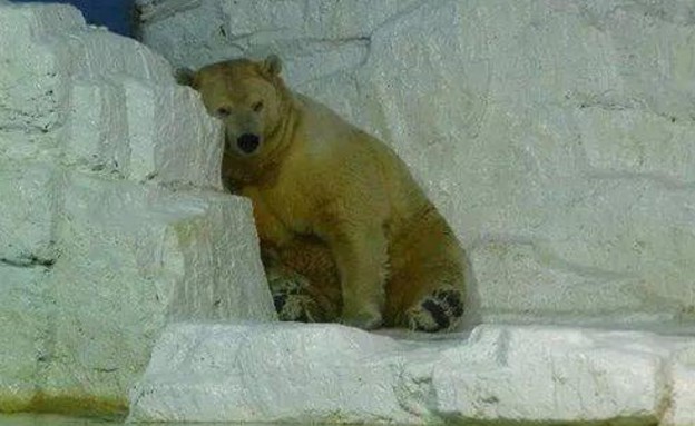 ארתורו דוב הקוטב (צילום: twitter)