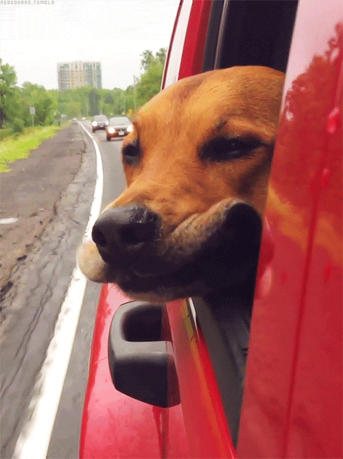 כלב מוציא רק מהחלון (צילום: barkpost)