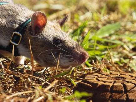 עכברים בצבא ארהב (צילום: Xavier ROSSI, GettyImages IL)