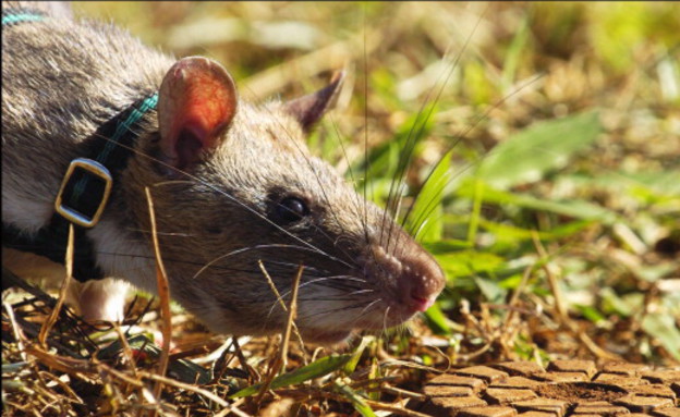 עכברים בצבא ארהב (צילום: Xavier ROSSI, GettyImages IL)