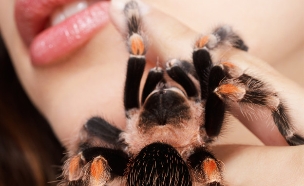 אישה מחזיקה עכביש (צילום: Serg Zastavkin, shutterstock)