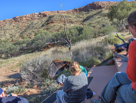 עיט תקף ילד עיט תקף ילד