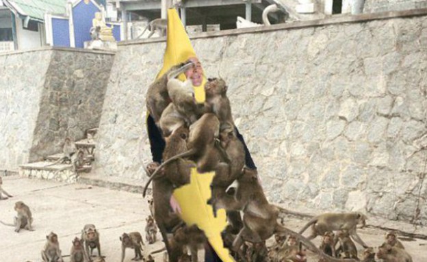 תקיפת קופים (צילום:  reddit)