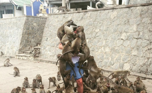 תקיפת קופים (צילום:  reddit)