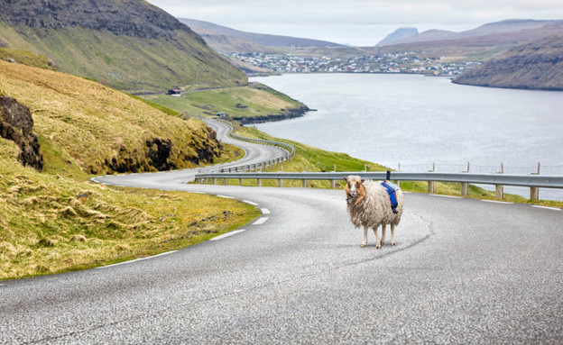 כבשה עם מצלמת 360 מעלות באיי פארו (צילום: Visit Faroe Islands)