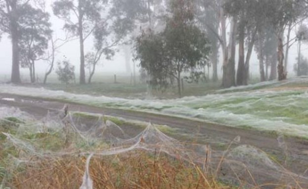 יער קורי עכביש (צילום: Reddit)