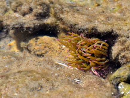 דונגית צורבת Anemonia Sulcata (צילום: גיא גבע, זווית)