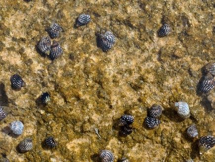 חופית מנוקדת Littorina Punctata (צילום: גיא גבע, זווית)