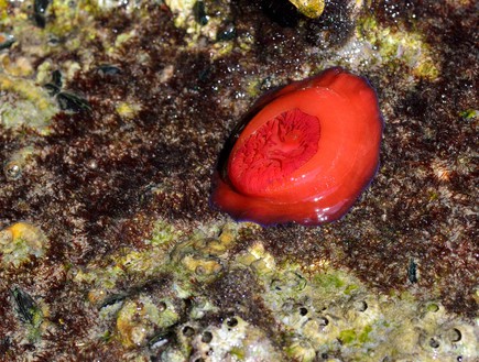 שושנה אדומה Actinia Equina 1 (צילום: גיא גבע, זווית)