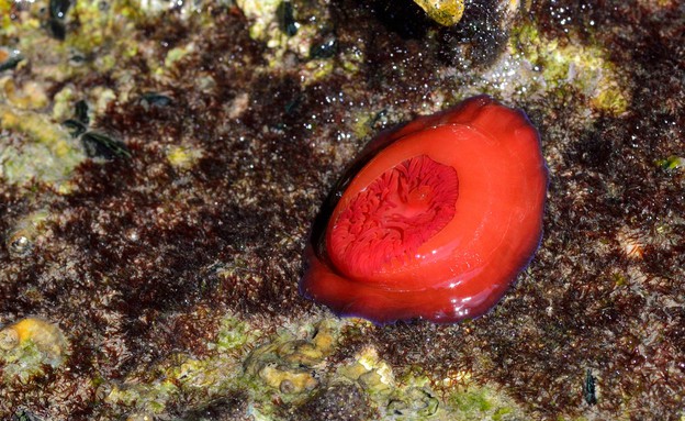 שושנה אדומה Actinia Equina 1 (צילום: גיא גבע, זווית)