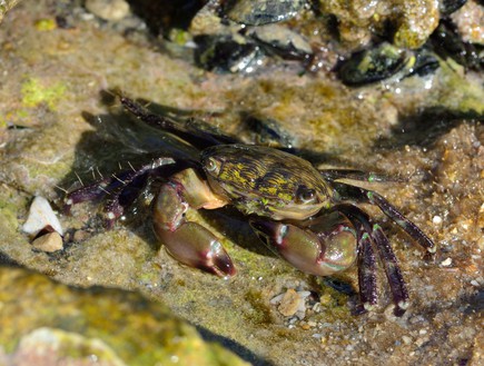 סלען זיפני Eriphia Verrucosa (צילום: גיא גבע, זווית)