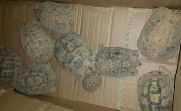 הצבים שנמצאו בדירה (צילום: דוברות המשטרה)