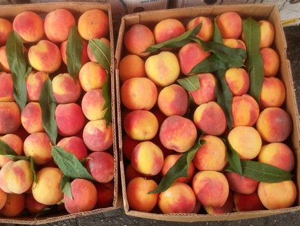 ארגז אפרסקים בשוק בבטומי (צילום:  שמעון איפרגן)