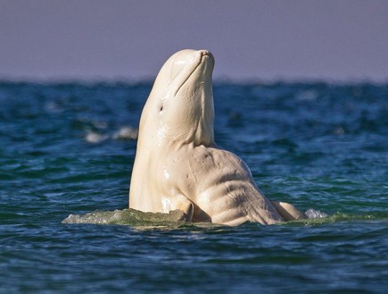 לוויתן שרירי (צילום: קייטרס)