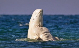 לוויתן שרירי (צילום: קייטרס)