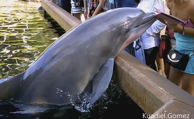דולפין גונב אייפד (צילום: Kuadiel Gomez)