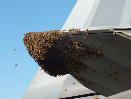 דבורים על החמקן (צילום: חיל האוויר האמריקאי)