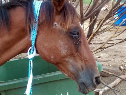 סוסים רזים (צילום: עיריית רמת גן)