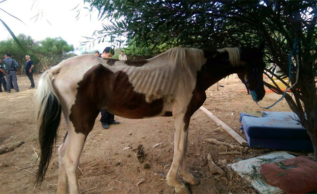 סוסים רזים (צילום: עיריית רמת גן)