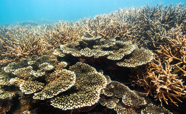 ריף האלמוגים באוסטרליה שנמצא תחת סכנה (צילום: גרינפיס)