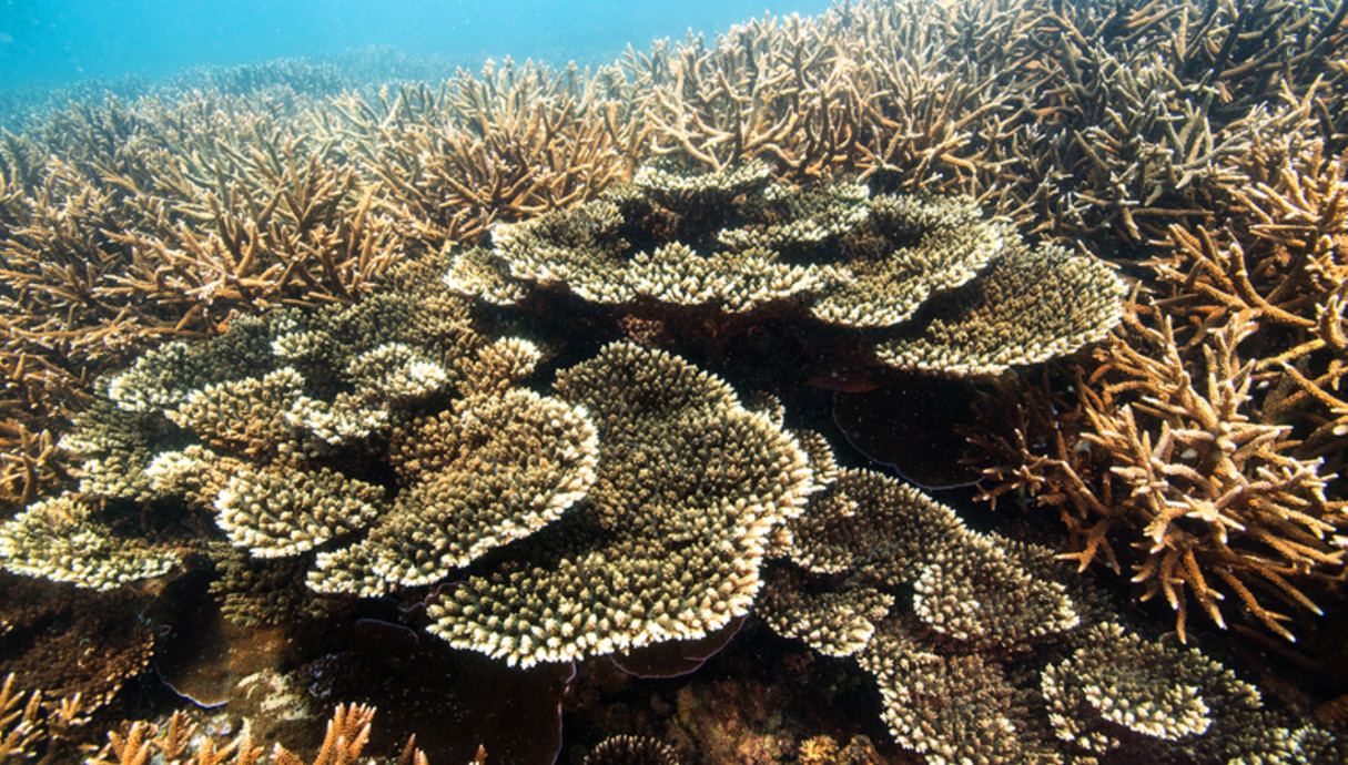 ריף האלמוגים באוסטרליה שנמצא תחת סכנה