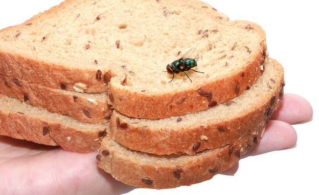 זבוב בלחם (צילום: Protasov AN, Shutterstock)