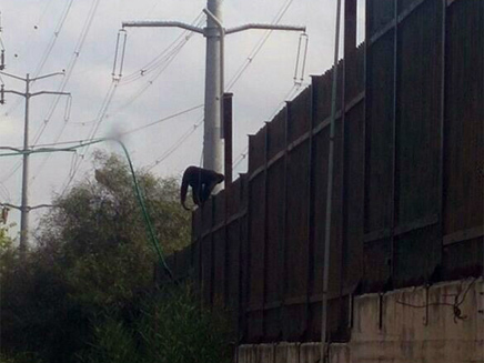 הקוף במנוסה (צילום: דוברות המשטרה)