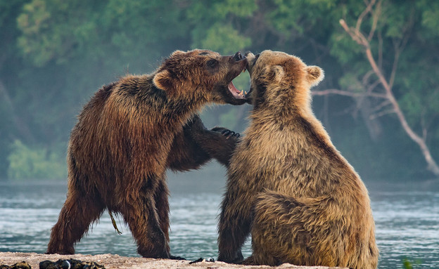 דובים חומים באגם קוריל (צילום: יואל שליין, Wild Travel)