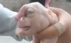 חזיר פנים אנושיות (צילום: יוטיוב)