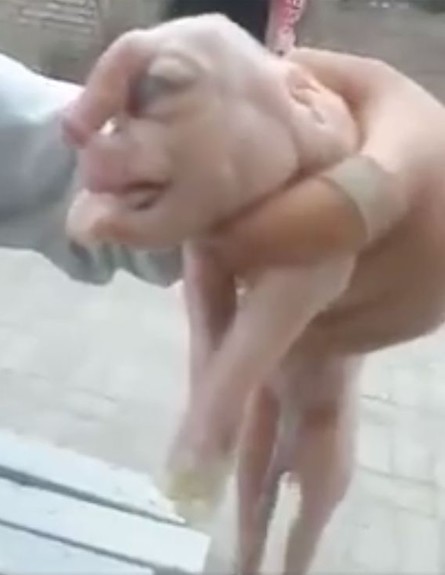 חזיר פנים אנושיות (צילום: יוטיוב)