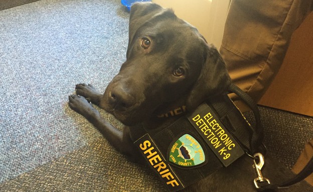 ארל, הכלב שמריח פורנו (צילום: Weber County Sheriff's Office, פייסבוק)