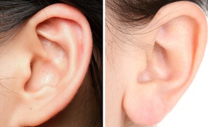 אוזניים (צילום: Bulin, Shutterstock)