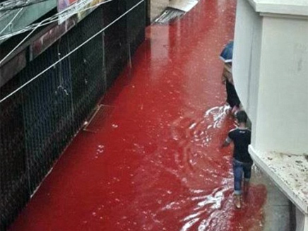 מים שנצבעו בדם בין הבתים (צילום: טוויטר)